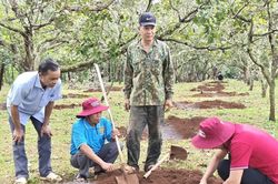 `Nh&acirc;n rộng m&ocirc; h&igrave;nh c&acirc;y ca cao trồng xen dưới t&aacute;n điều ở v&ugrave;ng bi&ecirc;n