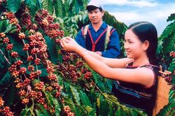 Doanh thu trái chiều, lợi nhuận ngành cà phê quý II/2026 phân hóa