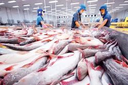 Thuế CBPG cá tra Việt Nam tại Mỹ tăng sốc