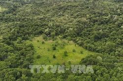 Drone mở ra hướng mới trong phục hồi rừng ở địa hình hiểm trở