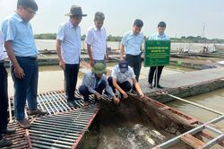 Trung tâm Khuyến nông Quốc gia đánh giá hiệu quả mô hình nuôi cá ngạnh trong lồng bè trên sông tại xã Trung Kênh