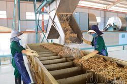 Thúc đẩy phát triển nông nghiệp hiện đại