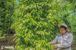 Phú Vinh khai thác thế mạnh nông nghiệp để phát triển