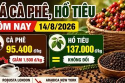 Giá cà phê, hồ tiêu hôm nay 14/8: Cà phê lao dốc, giá tiêu đi ngang