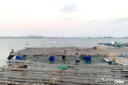 Phường Bắc Cam Ranh: Nỗ lực chấm dứt nuôi trồng thủy sản trái phép ở khu vực cầu Long Hồ