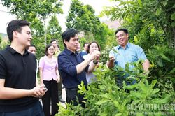 Đồng chí Bí thư Tỉnh ủy kiểm tra tình hình phát triển cây mắc ca