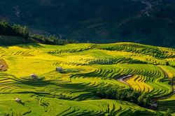 Mùa lúa nơi miền mây trắng