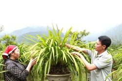 Những triệu phú nông dân ở Can Hồ