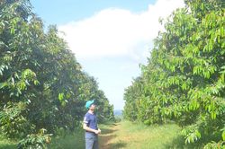 Nông nghiệp tốt - không chỉ là chứng nhận