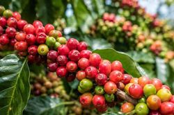Giá cà phê hôm nay 14/8/2026: Lao dốc 1.500 đồng/kg, Lâm Đồng thủng mốc 95.000