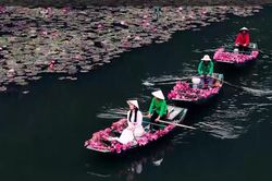 Mùa hoa súng ở Tam Cốc