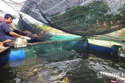 Phát triển bền vững nghề nuôi trồng thủy sản