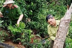 Đẩy mạnh quản lý, bảo vệ rừng