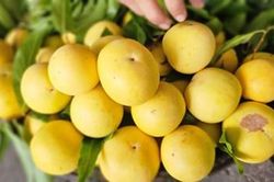 Hương cổ tích giữa lòng phố thị