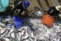 Một doanh nghiệp cá tra Việt Nam bị Mỹ tăng thuế 440%