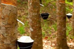 Thị trường tín chỉ carbon: Cơ hội tăng giá trị xuất khẩu cho cao su Việt Nam