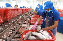 Mỹ tăng mạnh thuế chống bán phá giá cá tra với Bien Dong, NTSF, CASEAMEX và NAVICO