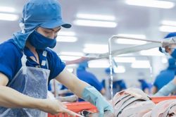 Gỡ 'vòng siết kép', giữ đường xuất khẩu cho thủy sản Việt