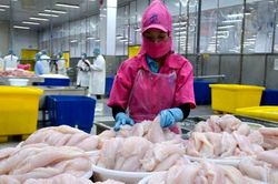 Xuất khẩu cá tra sang Mỹ gặp khó khi thuế chống bán phá giá tăng mạnh