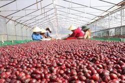 Sàn quốc tế lao dốc, giá cà phê Tây Nguyên quay đầu giảm đồng loạt