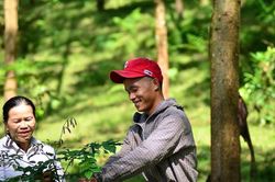 Doanh nghiệp có thể kiếm tiền từ tín chỉ carbon nhưng đang bỏ lỡ