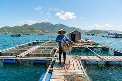 Tôm hùm lập kỷ lục xuất khẩu, nguồn giống vẫn là 'điểm nghẽn'