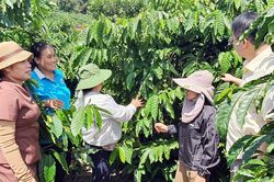 Quảng Ngãi: Dòng vốn chính sách nối dài những mùa xanh