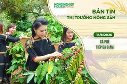 Thị trường nông sản 14/8/2026: Cà phê tiếp đà giảm