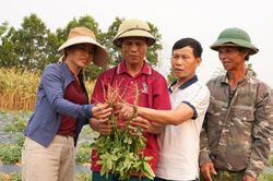 Nghệ An: Tháo gỡ khó khăn, phát triển ngành dược liệu theo hướng bền vững