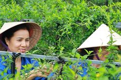 Nghệ An loay hoay nâng giá trị cây dược liệu