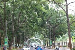 Ở nơi 'rừng trong phố', ra khỏi nhà gặp cây xanh