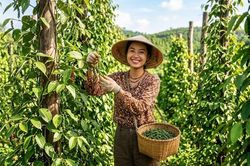 Giá tiêu hôm nay 15.8 đi ngang, thị trường chờ tín hiệu mới