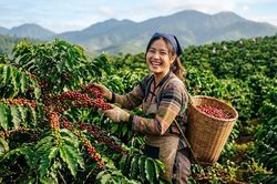 Giá cà phê hôm nay 15.8.2026 giảm sâu 1.500 đồng/kg