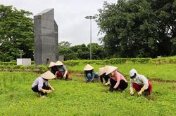 'Chiến dịch Xanh' góp sức gìn giữ di tích Đồi A1