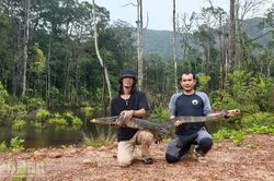 An Giang: Tái thả cá thể kỳ đà hoa nặng 20kg, dài 2m về rừng tự nhiên