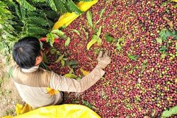 Bản tin nông sản hôm nay (15-8): Giá cà phê giảm mạnh