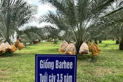 Nông dân thu nửa tỷ đồng từ vườn chà là đầu tiên tại Đồng Nai