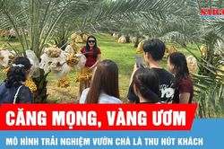Độc đáo trải nghiệm vườn chà là Trung Đông tại Đồng Nai