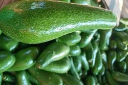 5 nhóm người nên hạn chế ăn quả bơ