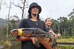 Đang làm việc trong nhà hàng, người đàn ông bất ngờ phát hiện kỳ đà hoa dài 2m