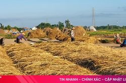 Vùng hành tăm lớn nhất Hà Tĩnh vào vụ mới
