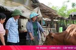 Khoanh vùng từ sớm, khống chế ổ dịch lở mồm long móng ở Thạch Hà