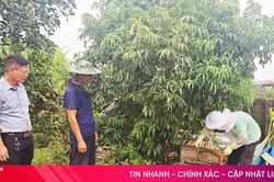 Kỳ Xuân phát triển nuôi ong lấy mật, tạo nên giá trị bền vững