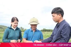Nông dân xã Mai Hoa ổn định kinh tế nhờ đầu tư nuôi ốc bươu đen