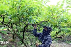 Khẳng định thương hiệu cây trồng đặc sản trên vùng núi đá vôi ở Ninh Bình