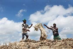 Những hình ảnh đặc sắc từ chợ đay truyền thống ở Bangladesh