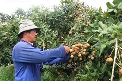 Thanh nhãn Cần Thơ: Từ đặc sản nội địa đến vươn tầm quốc tế