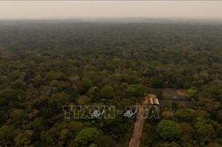 Brazil: Tình trạng bảo tồn rừng Amazon cải thiện đáng kể trong năm 2026