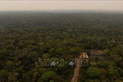 Brazil: Tình trạng bảo tồn rừng Amazon cải thiện đáng kể trong năm 2026
