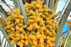 Quả chà là ngọt thơm, giàu dưỡng chất: 5 nhóm người nên ăn để nhận trọn lợi ích